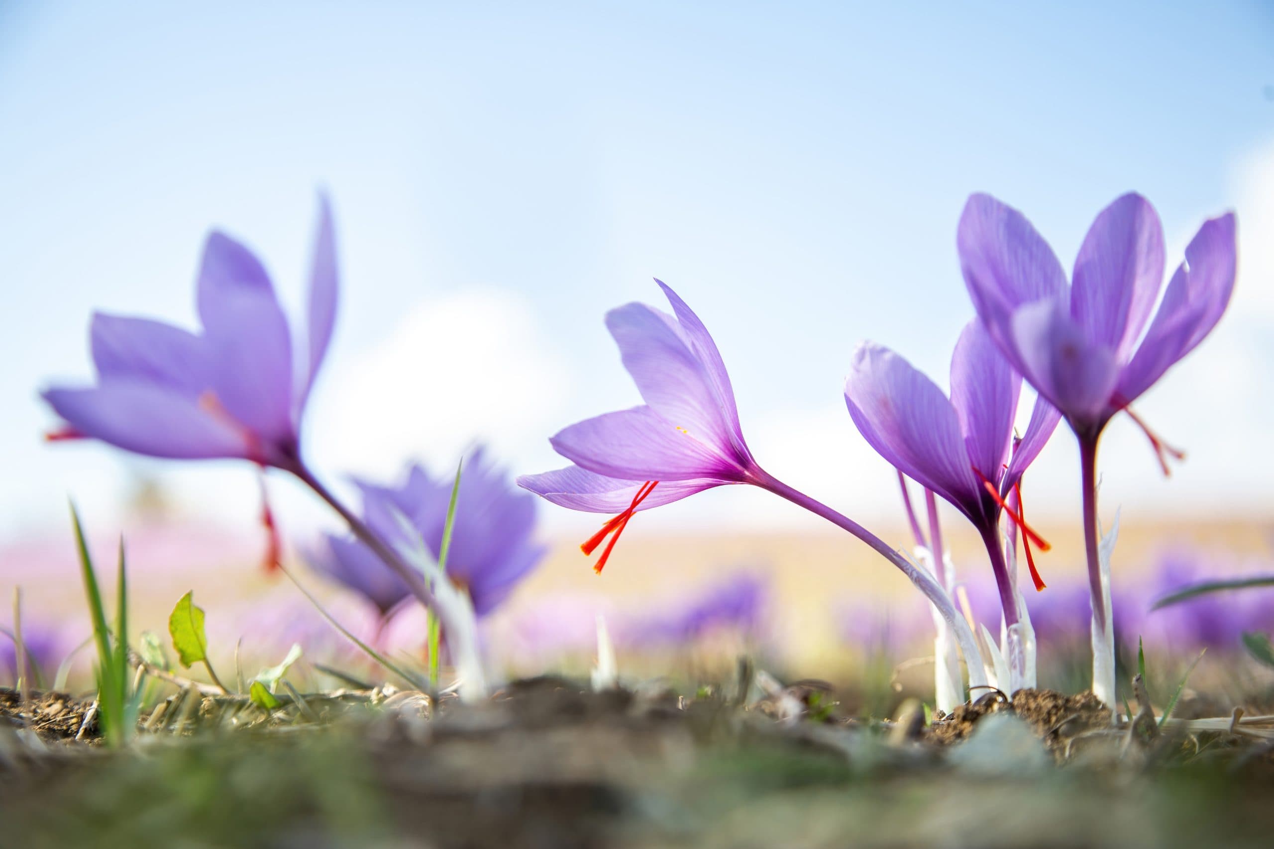 Fleurs de safran Crocus sativus à Taliouine